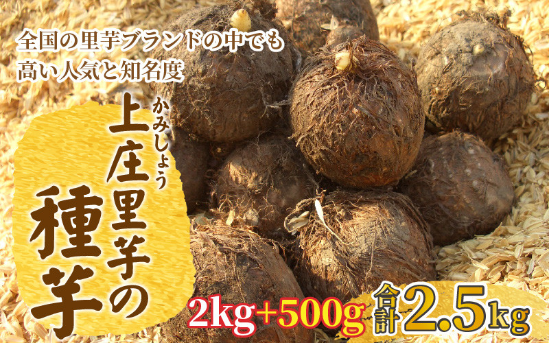 先行予約 日本の美味い里芋を栽培 上庄里芋の種芋 2kg 500g 22年12月日以降 順次発送 A 大野市大野市 ふるさと納税 ふるさとチョイス