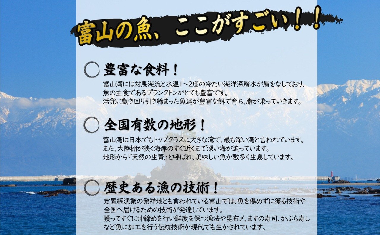 年間3回定期便 ホタルイカ 白えび 氷見ぶり 季節の味と熟練職人手捌きの一夜干真空パックセット 富山県氷見市 ふるさとチョイス ふるさと納税サイト