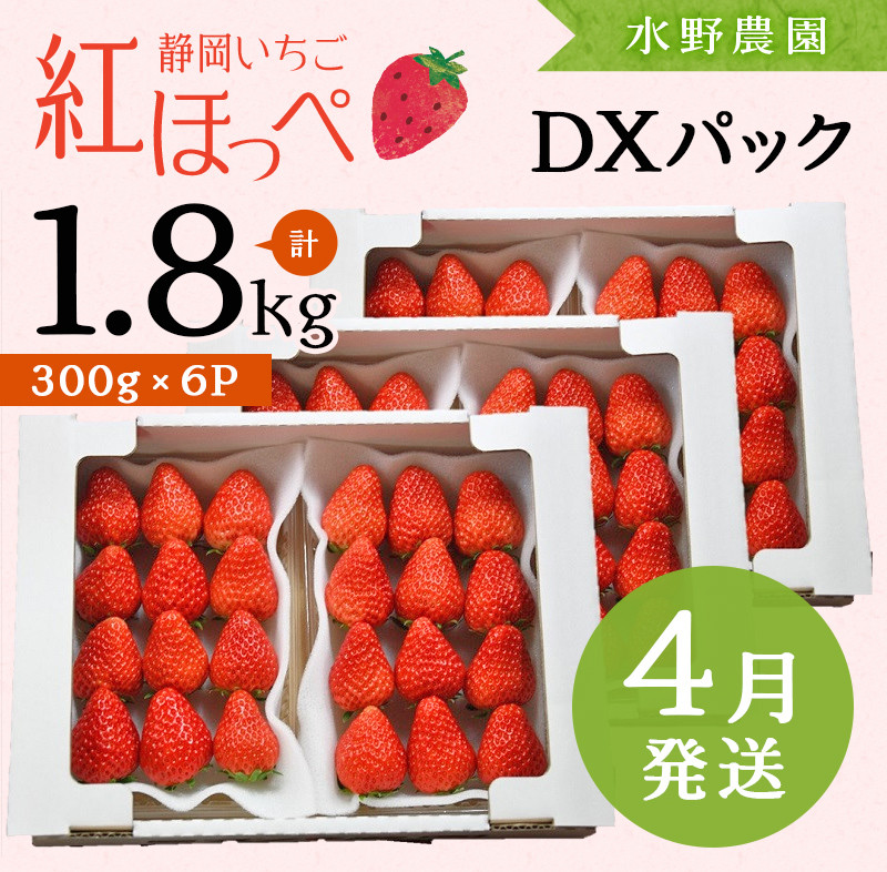 １７０６ ②４月下旬～5月中旬発送 掛川産 完熟いちご 紅ほっぺ 300g