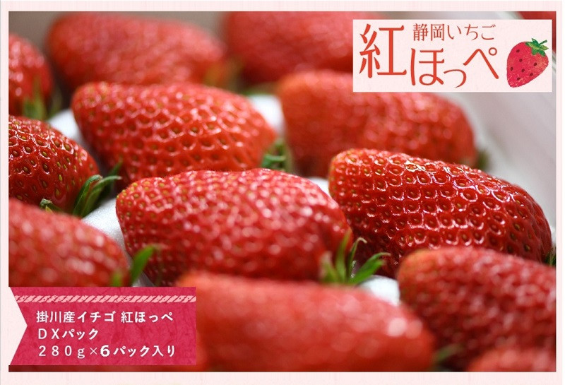 １４２１ 掛川産完熟いちご 紅ほっぺ ２８０g×6P 1.68ｋｇ (8～15粒入