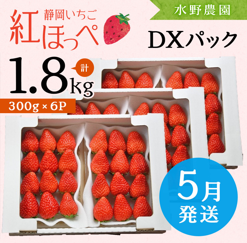 １７０６　③　５月～6月上旬発送　発送 掛川産完熟いちご 紅ほっぺ 300g×6P 1.8ｋｇ (8～15粒入×6P) 受付順に順次発送 水野農園 (  静岡 イチゴ 苺 いちご 紅ほっぺ べにほっぺ 人気 甘い たっぷり ボリューム 5月発送 掛川市 ）