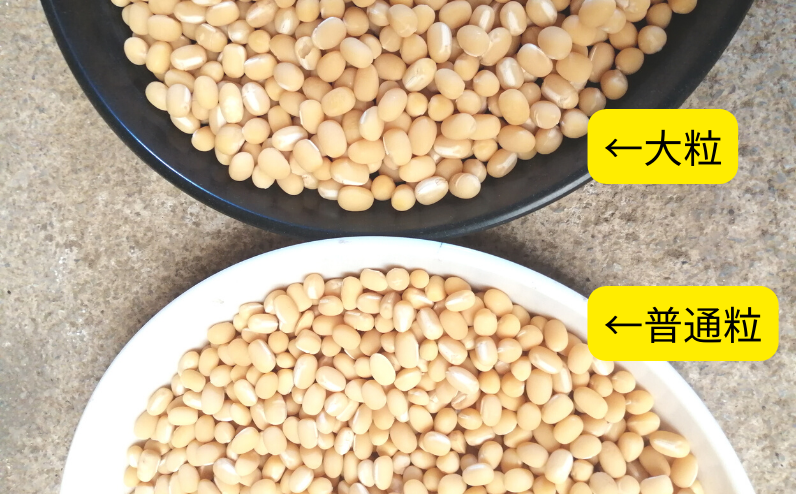 「備中夢白小豆」の大粒と普通粒を比較した写真です。