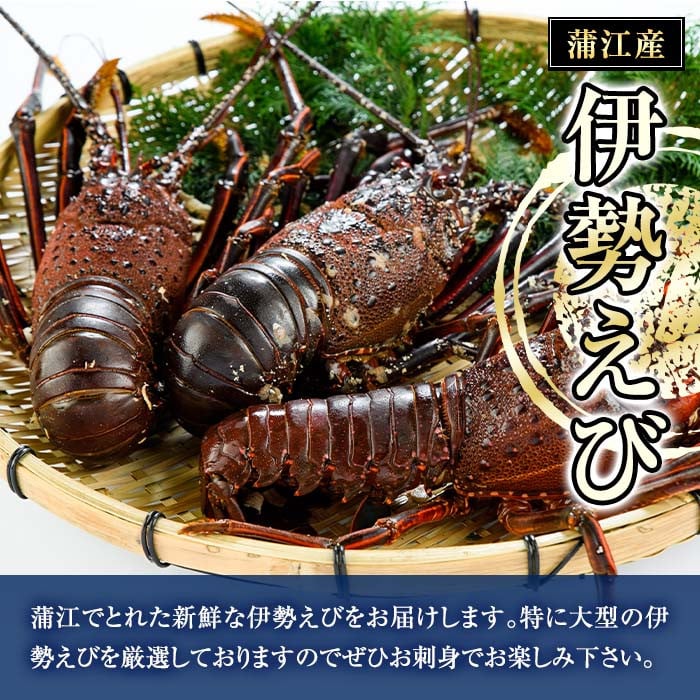 ☆獲れたて伊勢えび☆絶品！伊勢えびのみそ汁で！ - 大分県佐伯市｜ふるさとチョイス - ふるさと納税サイト