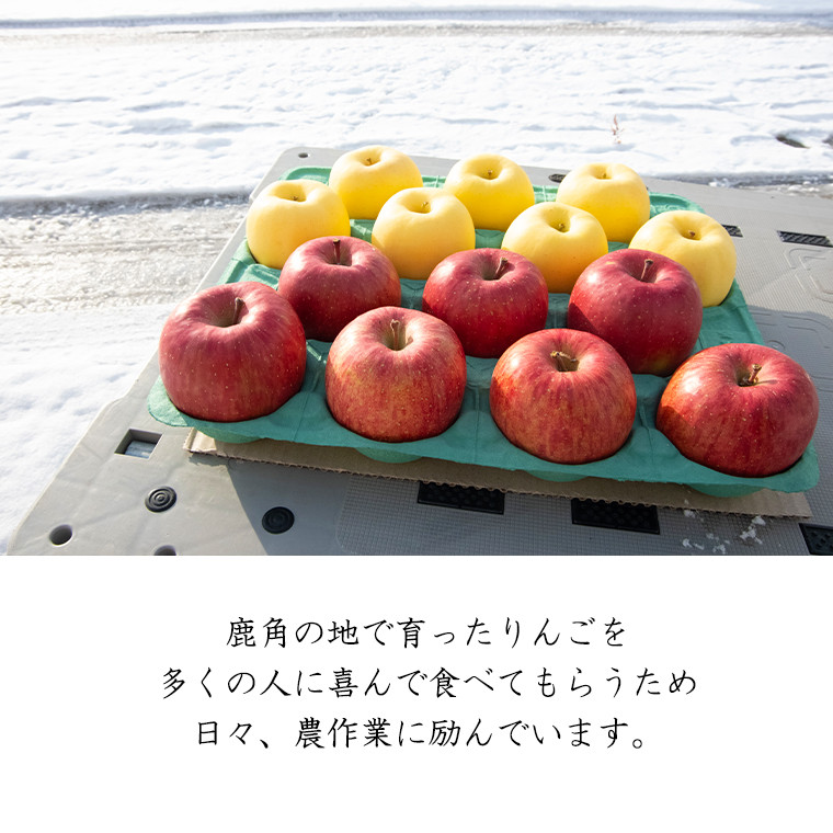 林檎（ご自宅用）（予約）（９）長野県産中島農園シナノゴールド５ｋｇ※多少のキズ、色うす、小玉の場合があります。　りんご　通販