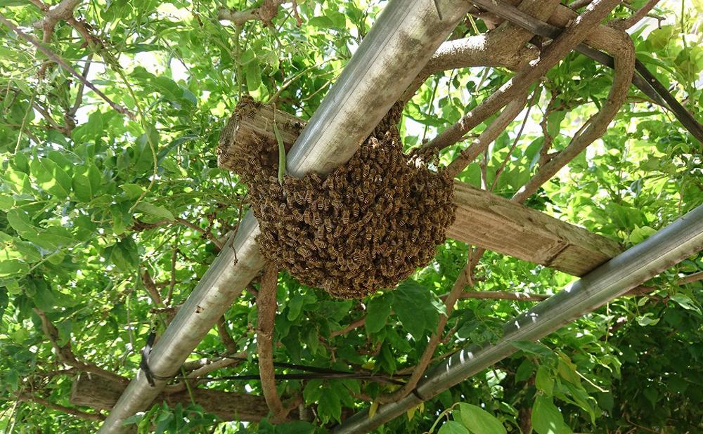 日本蜜蜂のハチミツ100％！はちみつ（1本） 高級 自然食品 無添加 ニホンミツバチ