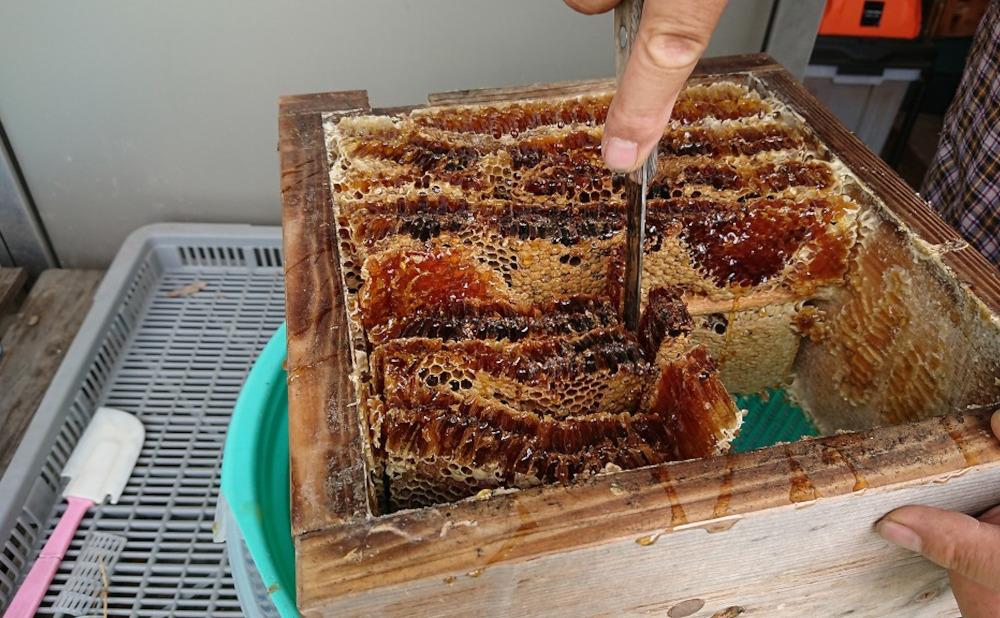 蜂蜜を代用してます日本ミツバチの蜂蜜大量‼️6kg超‼️Ｎｏ．2301