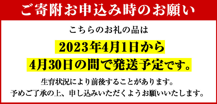 akune-2-240 【数量・期間限定】＜先行予約受付中！2023年4月1日～4月30の間に発送予定＞鹿児島県産清見(14個・2L)【株式会社イロドリ】2-240  - 鹿児島県阿久根市｜ふるさとチョイス - ふるさと納税サイト