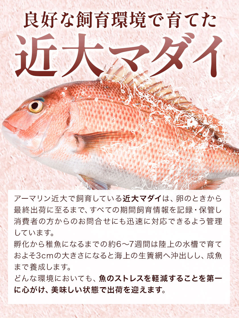 近大マダイ 焼味4種 食べ比べセット 12食(4種×3食入り) アーマリン近大 《90日以内に順次出荷(土日祝除く)》和歌山県 紀の川市 鯛 真鯛  惣菜 レトルト 西京焼き 塩焼き 照り焼き 照焼 柚庵焼き 焼き魚 おかず お弁当