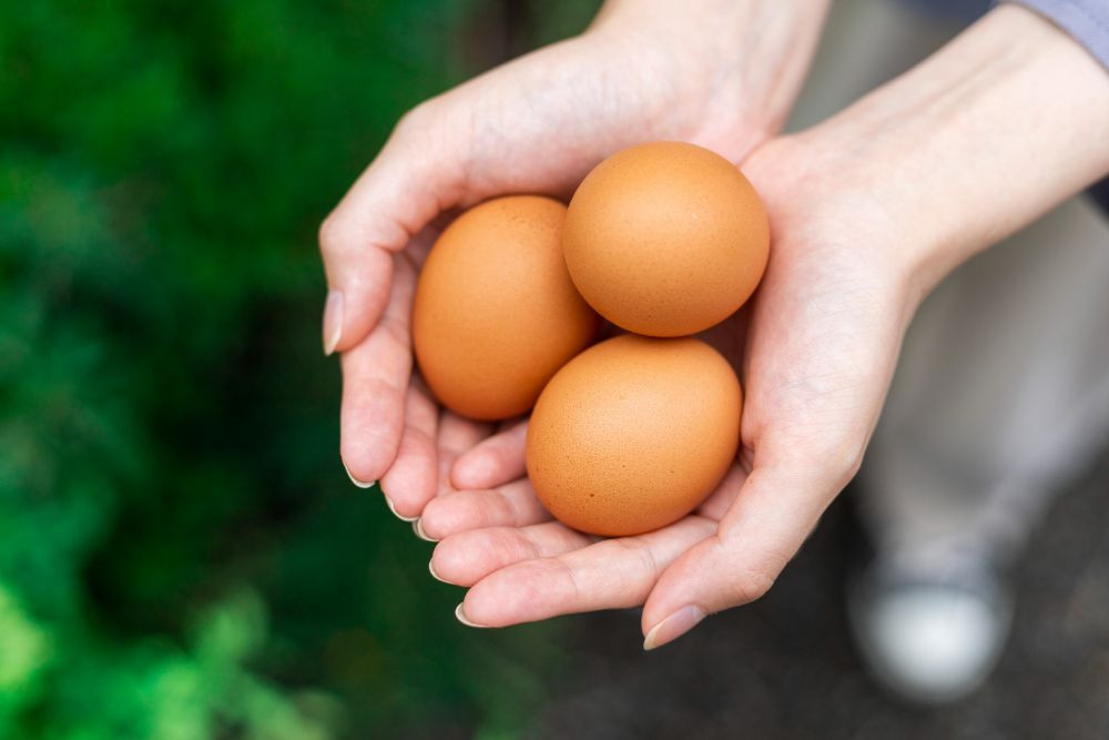たまご 卵 30個 自然卵 平飼い お取り寄せ 新鮮 ニワトリ 玉子 人気