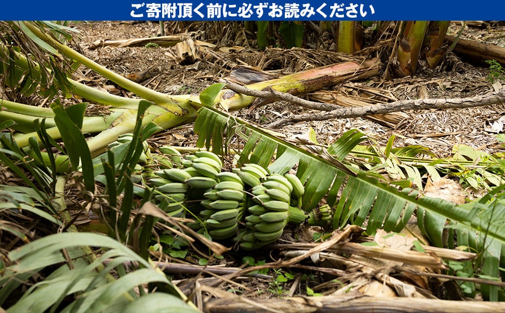 希少】沖縄本島産 南風原町農友会の「アップルバナナ」 3kg - 沖縄県南風原町｜ふるさとチョイス - ふるさと納税サイト