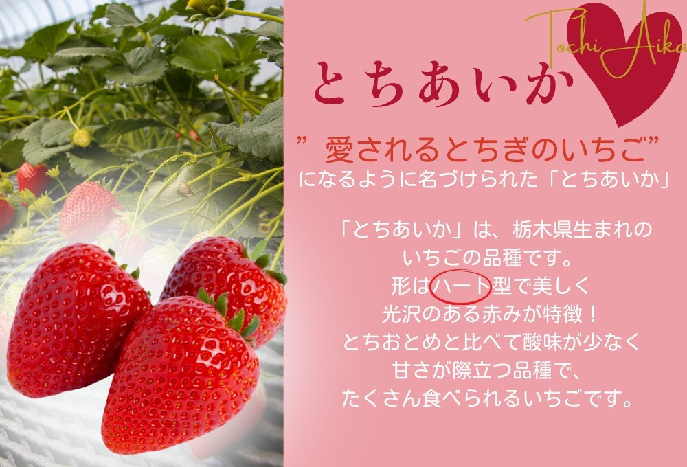 23時迄の限定価格 南部煎餅 白いチョコQ助 チョコQ助 ⑧ - 菓子