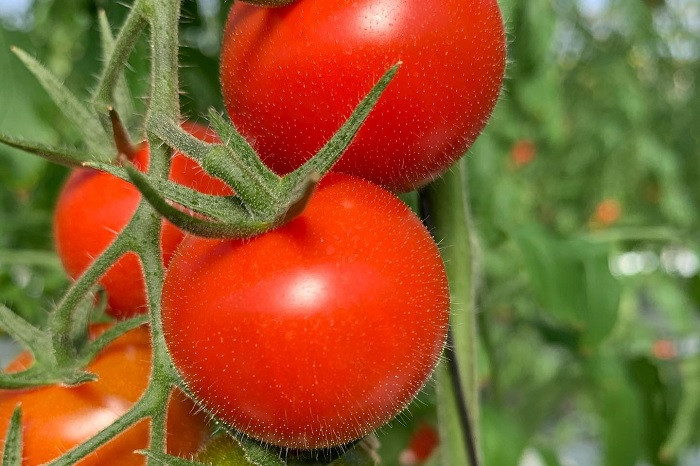 元気なトマトにはキラキラの産毛が光っています。