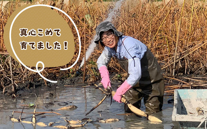 れんこんの名産地！掘りたて！白石れんこん(２kg箱入り)：佐賀県産の