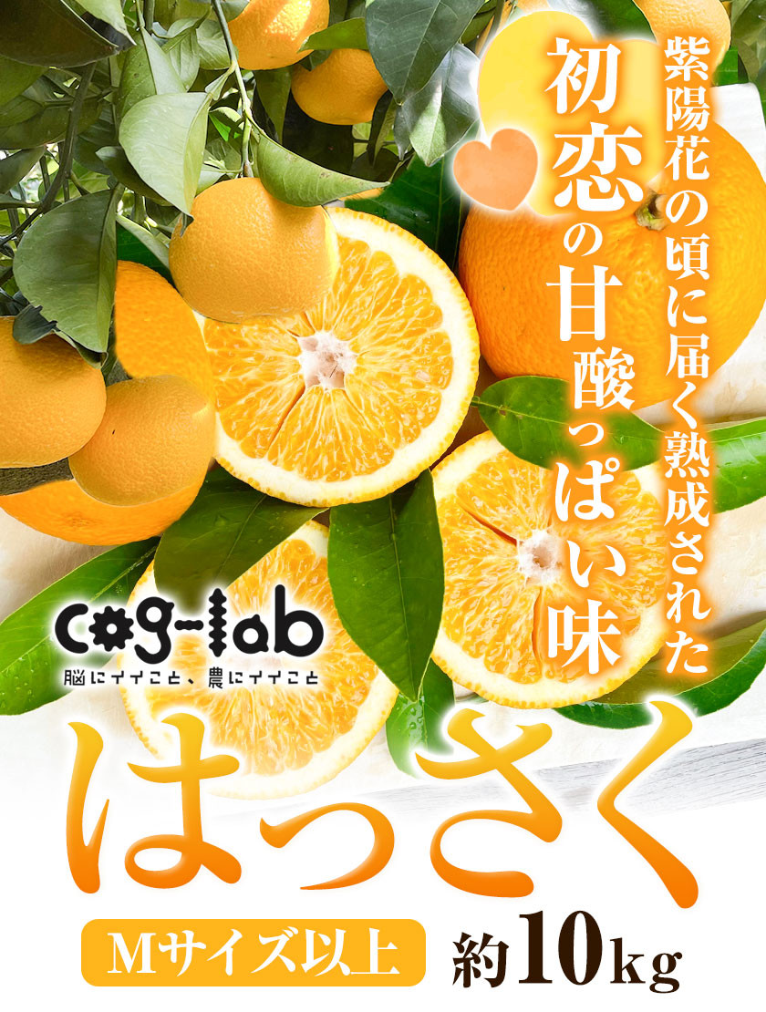 大玉 10kg 八朔 ハッサク ビタミン 果物 フルーツ 柑橘系 - 果物