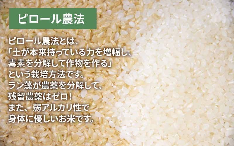 100%正規品 shizukanaさま専用令和4年産ピロール米コシヒカリ玄米10kg