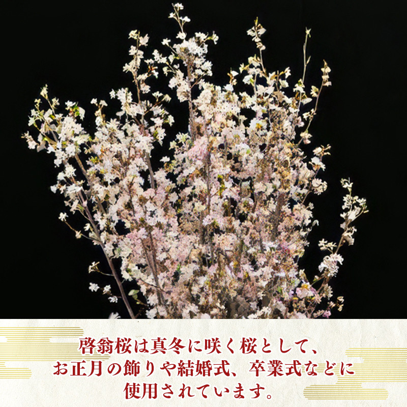 啓翁桜（けいおうざくら）計10本（80cm×10本）【2023年12月下旬頃配送 