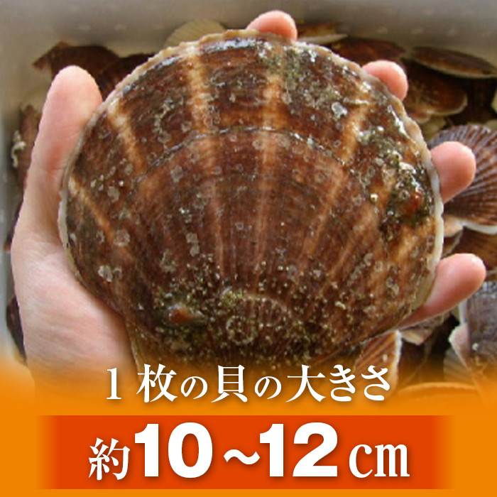 先行予約】北海道森町産 活ホタテ3年貝 2.5kg（約10-15枚）（2024年2月以降発送）＜道産ネットミツハシ＞ 森町 ほたて 帆立 ホタテ  活ホタテ 活帆立 海産物 魚貝類 ふるさと納税 北海道 mr1-0439 - 北海道森町｜ふるさとチョイス - ふるさと納税サイト