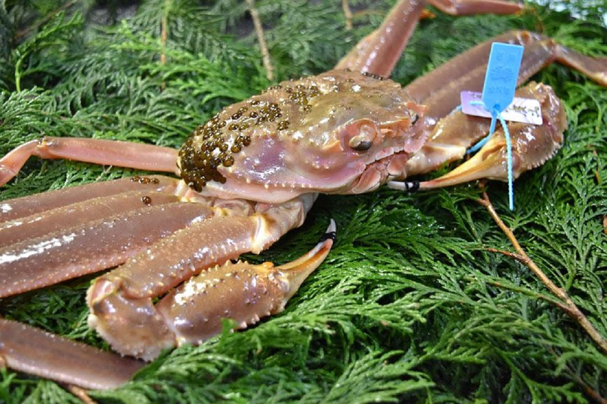 【訳あり】金沢港より直送！活加能ガニ2杯セット - 石川県金沢市｜ふるさとチョイス - ふるさと納税サイト