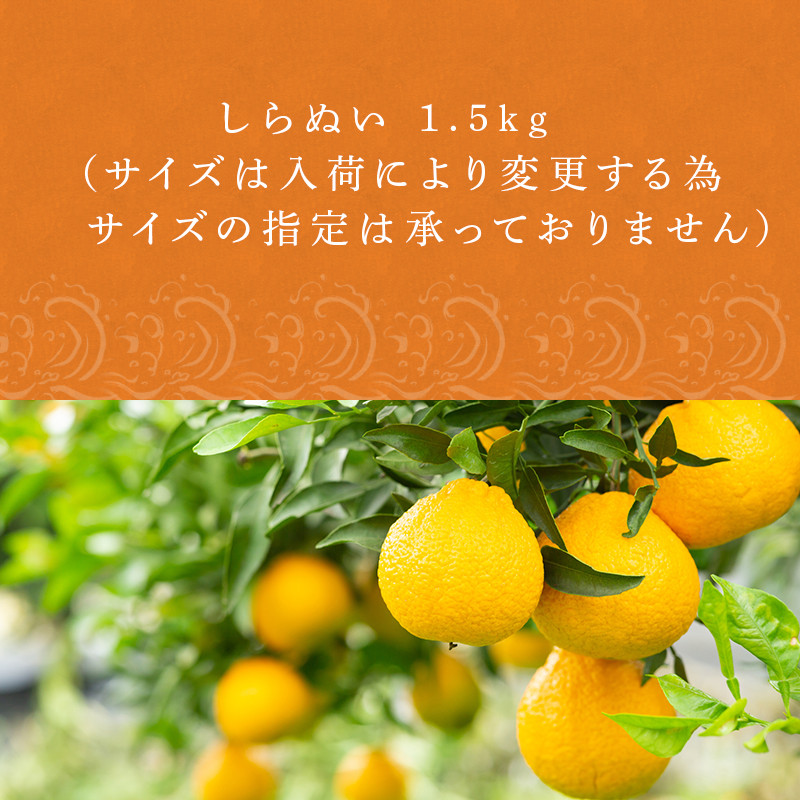 『予約受付』【令和6年12月中旬発送】唐津産 しらぬい(不知火) 1.5kg セレクト箱 みかん でこぽん オレンジ フルーツ 果物 ギフト