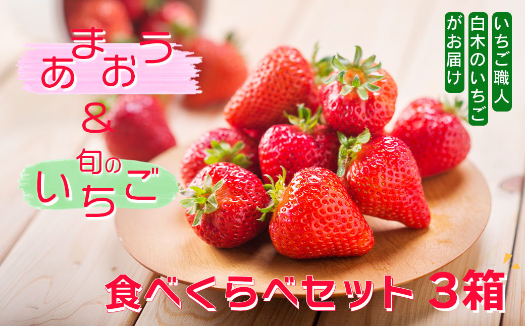 いちご職人　白木のいちご 「あまおう化粧箱」1箱と「旬のいちご化粧箱」2箱　3種食べ比べセット