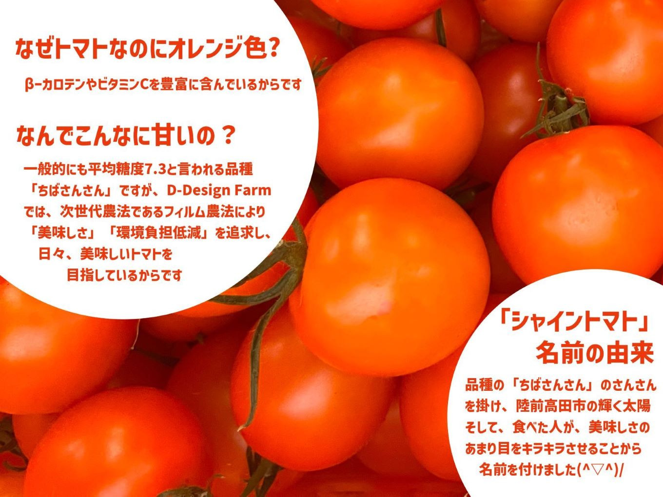 β-カロテン、ビタミンCが豊富！栄養も豊富で、美味しいトマトです