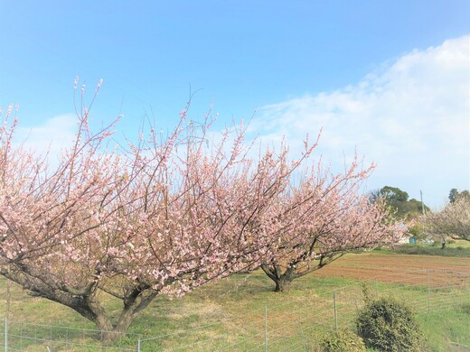 佐賀県小城市　牛尾梅林