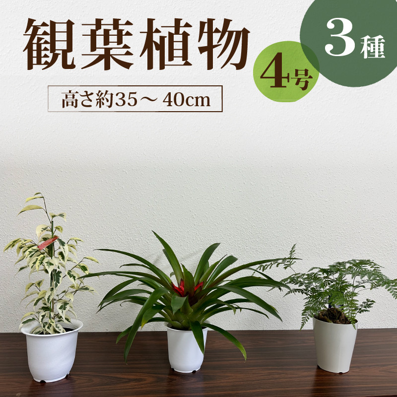 観葉植物3種プラ鉢セット