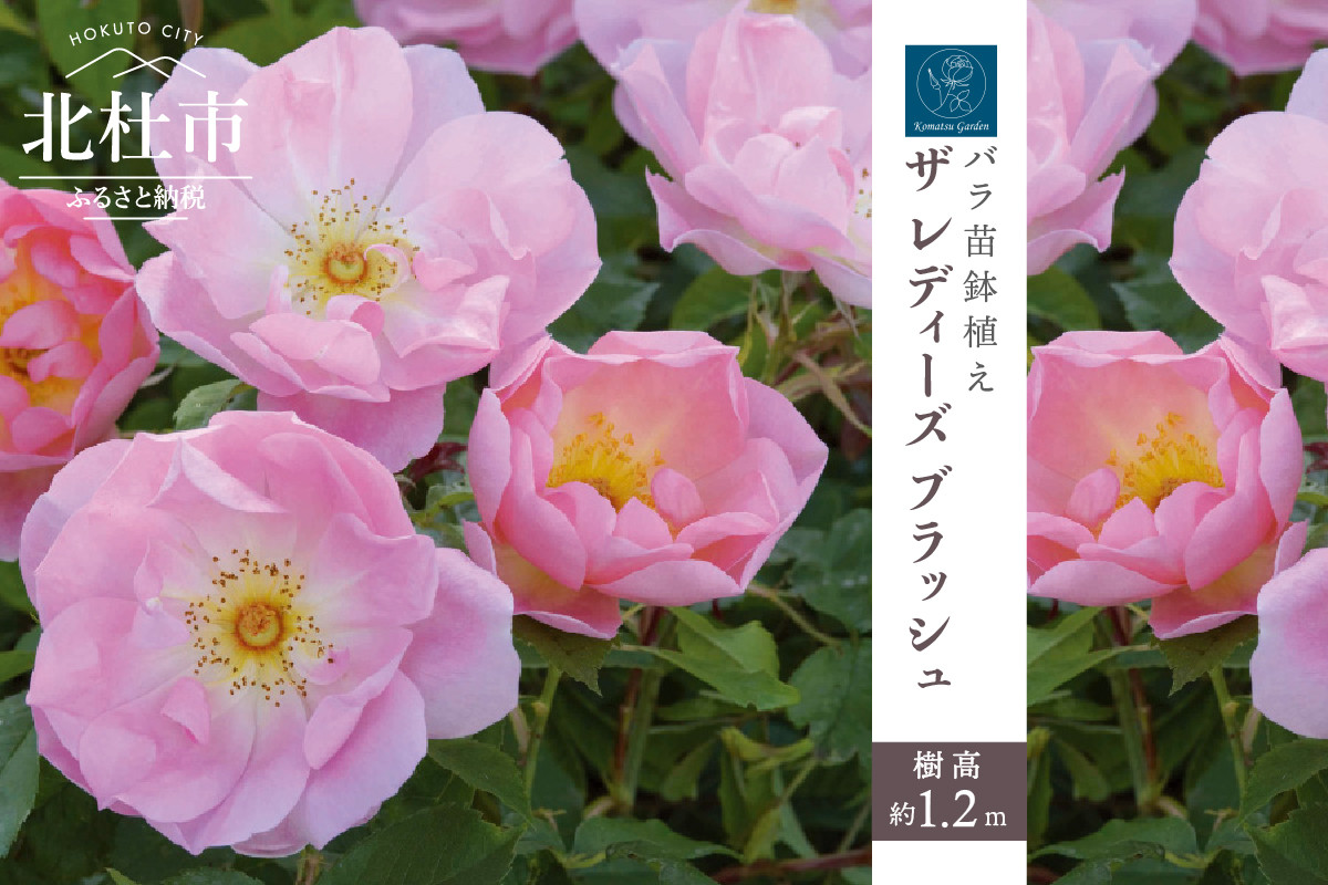 洗濯機可 ラディッシュ薔薇苗木【調整中】 | www.doroteohotelboutique.com