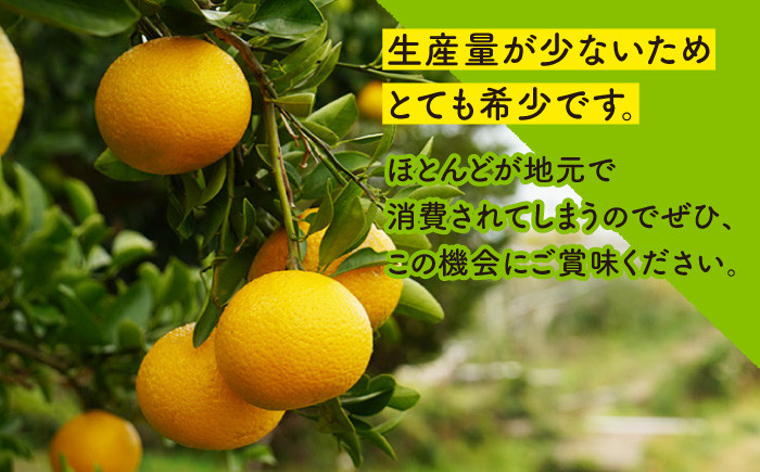 スイートスプリング 約10kg 長崎県産 / 爽やかな甘い香り 12月中旬以降順次発送！【田崎FARM】 [OCU001]（季節もの）