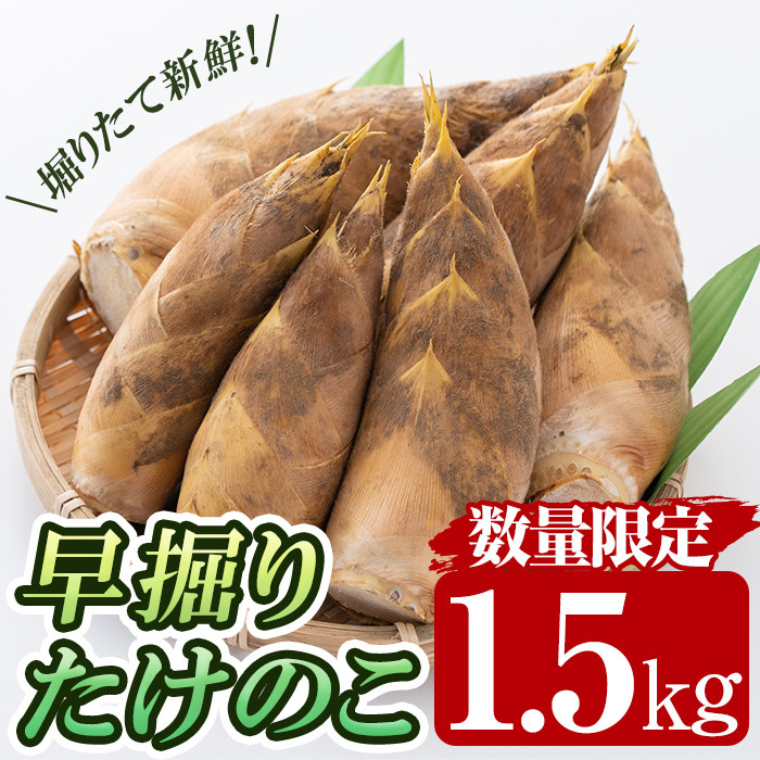 a806 数量限定！早堀り筍(正味約1.5kg)【夢竺山株式会社】国産 早堀り たけのこ タケノコ 筍 竹の子