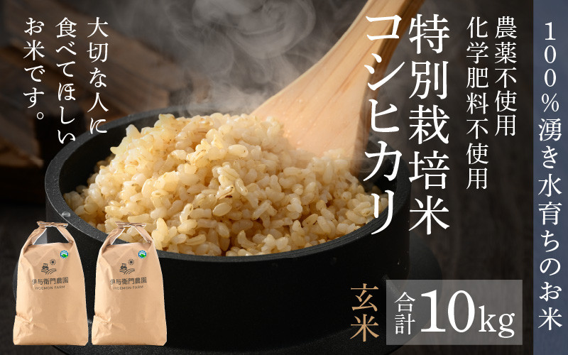 無農薬玄米　令和5年度産　コシヒカリ　10キロ　通販