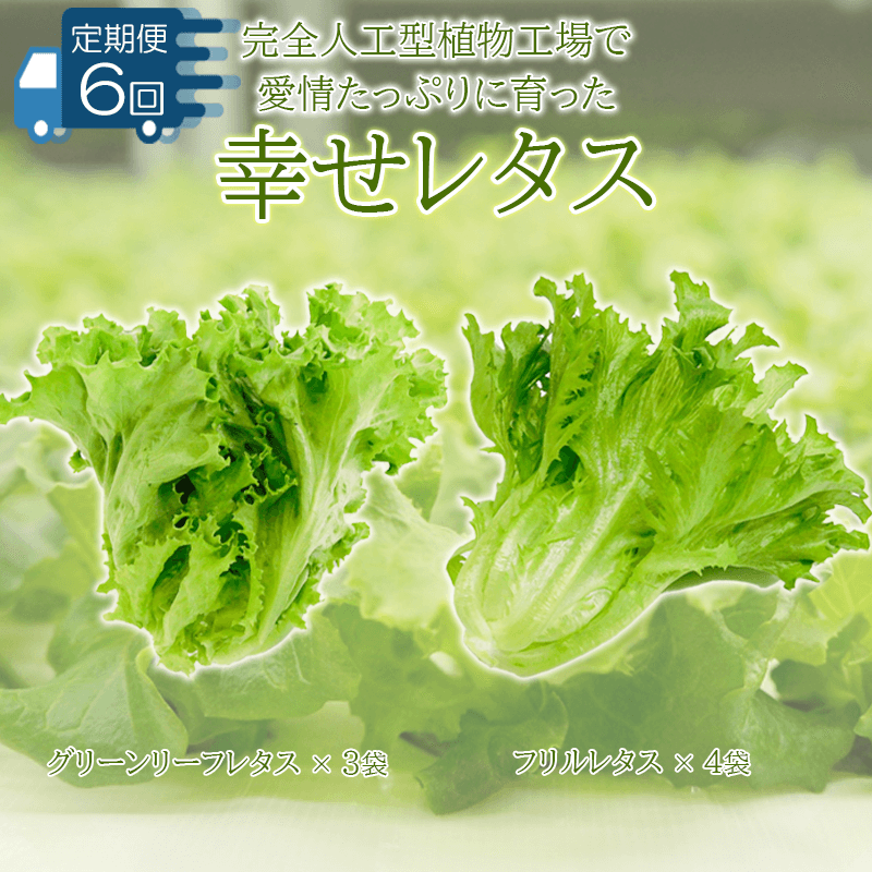 野菜 詰め合わせ セット レタス 計14個 サラダ グリーンリーフレタス 6