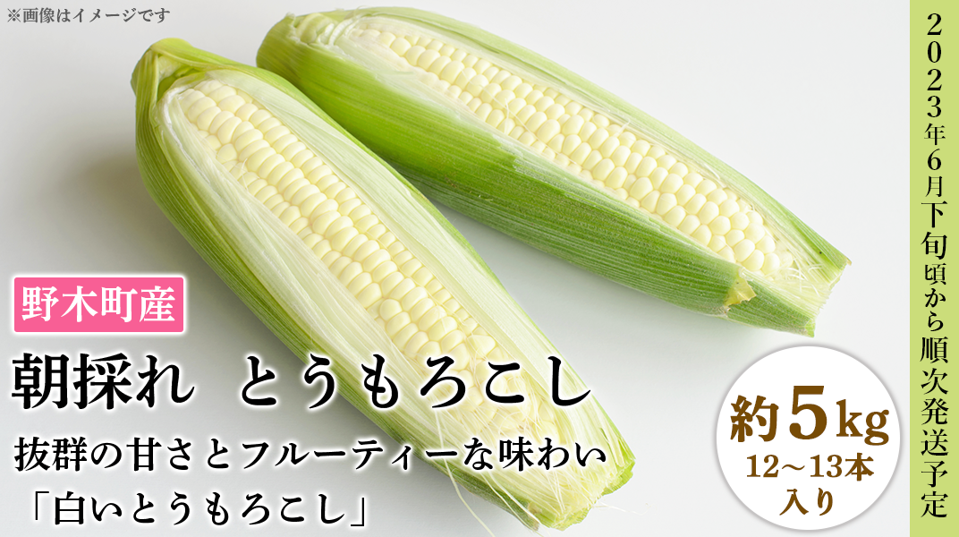 ☆訳あり朝採れとうもろこし☆コンパクトいっぱい！ - 果物