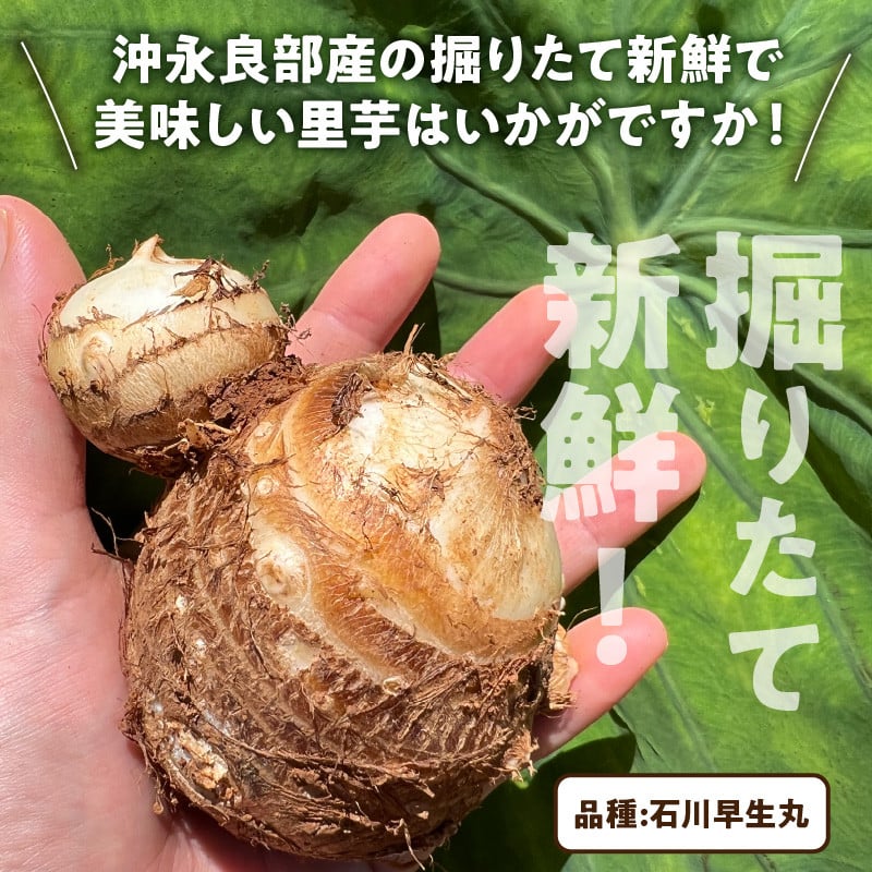 鹿児島県産 里芋(石川早生) 5kg - 野菜