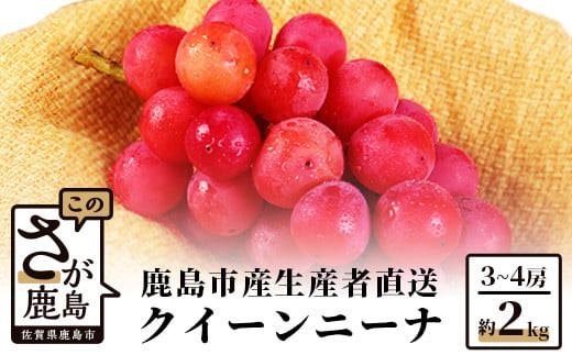 果物　葡萄　ぶどう　ブドウ　クイーンニーナ　秀　高糖度　大容量　SALE 希少