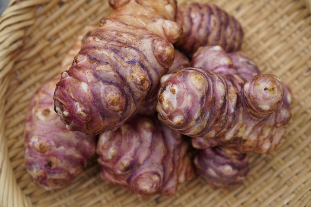 赤菊芋　天然のインシュリンと呼ばれ「イヌリン」成分を多く含んでいます