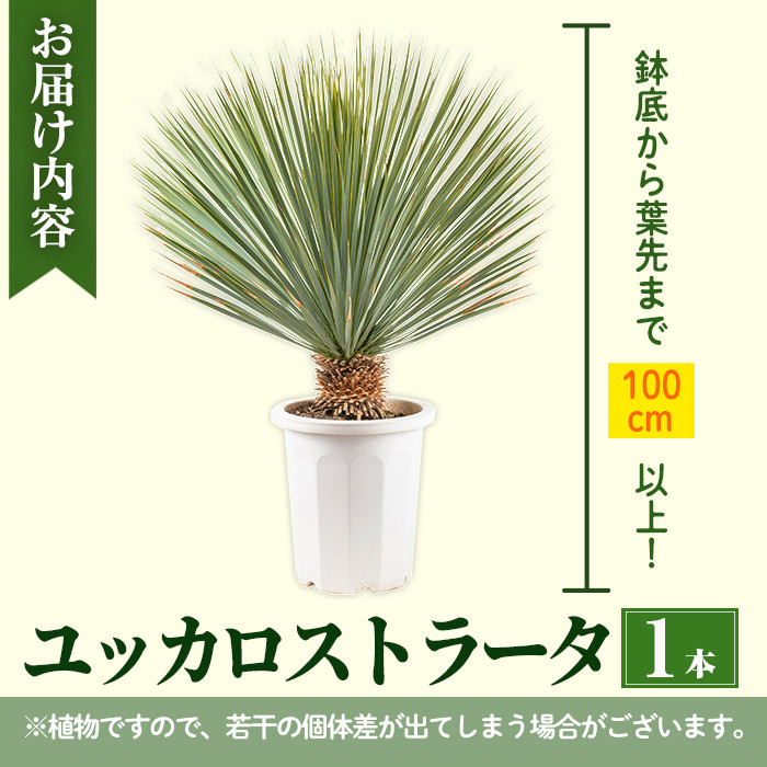 i711 ＜毎月数量限定＞ユッカ ロストラータ(鉢底より高さ100cm以上