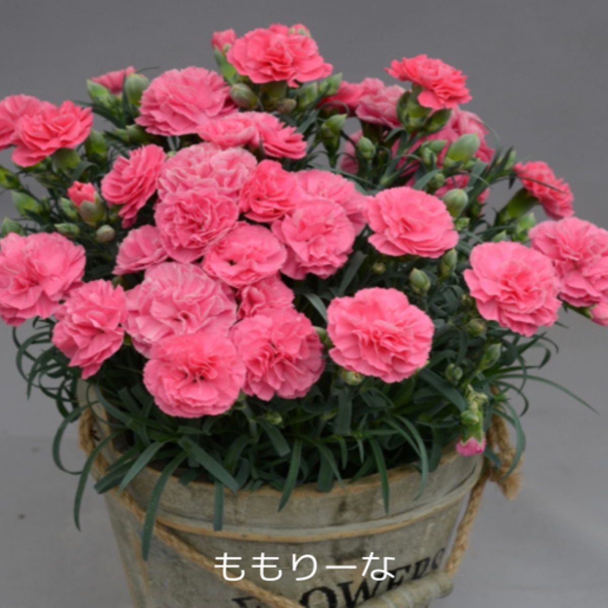 No.7 CARNATION (ピンク) カーネーション 本庄産 鉢植え 花 フラワー 
