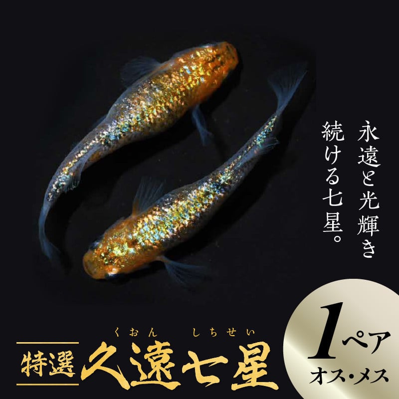 138-4 舞めだか生産 特選 「久遠七星」 オス メス 1ペア 2匹 超高密度 観賞魚 飼育 生体 成魚 めだか 虹色 ラメ 七色 光体型 メダカ  - 熊本県宇土市｜ふるさとチョイス - ふるさと納税サイト