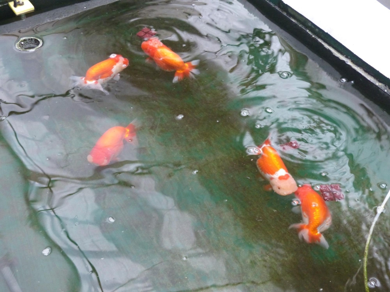 FRP水槽 約２トン 錦鯉 金魚 メダカ - 熊本県のその他