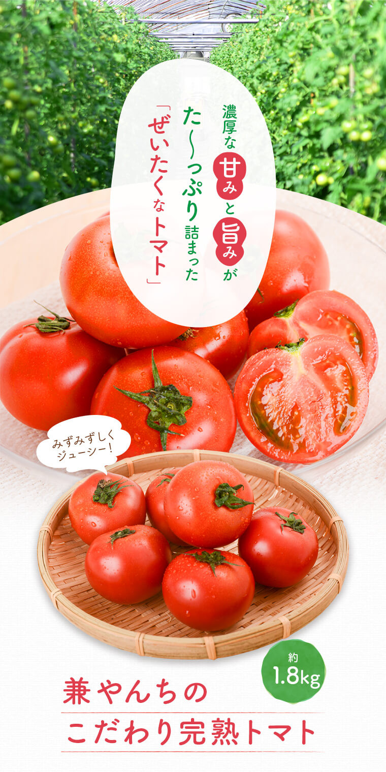 鹿児島県肝付町｜ふるさとチョイス　こだわり完熟トマト　ふるさと納税サイト