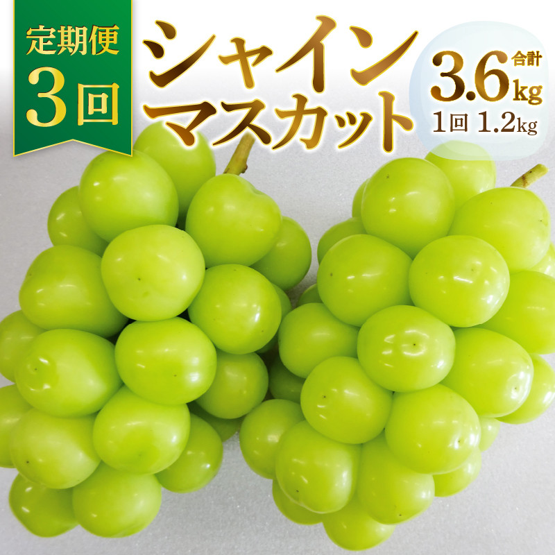 定期便》甲州市産旬のシャインマスカット1.2ｋｇ×3回発送（MG）D33-101