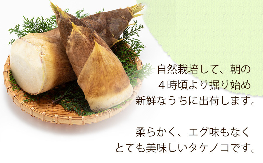 令和5年産先行予約】谷定たけのこ 約3㎏ ABE FARM農園 - 山形県鶴岡市