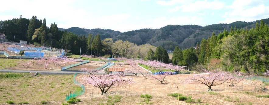 桃の花が広がる、4月の草間地域。