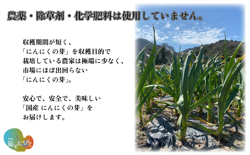 農薬・化学肥料不使用】国産 にんにくの芽 1.2kg - 香川県さぬき市