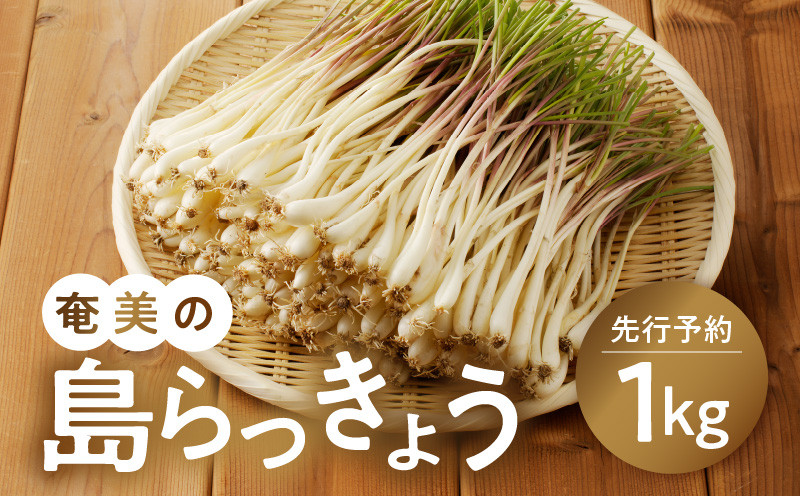 【2023年12月下旬以降お届け】奄美の島らっきょう - 1kg 露地栽培 12月以降お届け 先行予約 おつまみ 天ぷら おかか和え 奄美産