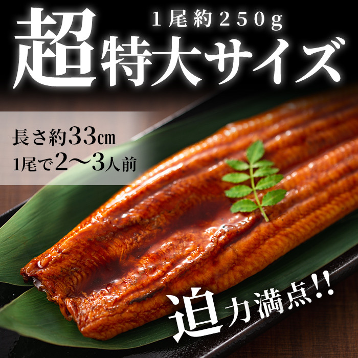 【数量限定】鹿児島県産うなぎ蒲焼 名水慈鰻 超特大サイズ２尾(1尾あたり236~270g)＜計約500g＞ a8-059