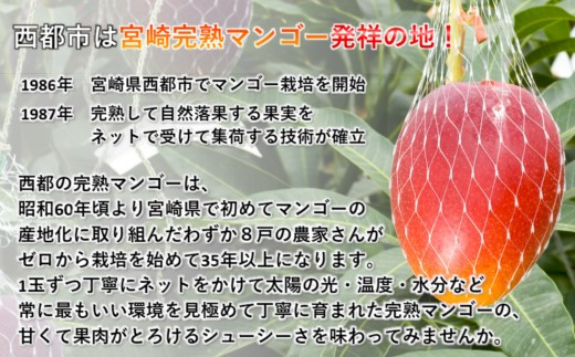 今が旬！宮崎県西都市産完熟マンゴー2L×2個 西都市特産品 8月2日終了 ...