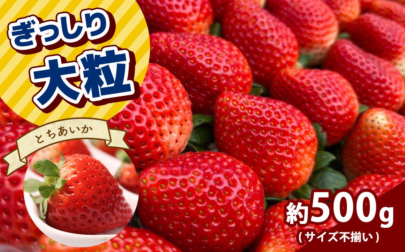 ふるさと納税 いちご とちおとめ・とちあいか 1.1kg 食べ比べ セット