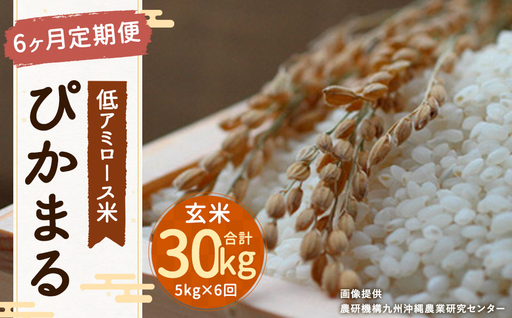 6ヶ月定期便】 低アミロース米 ぴかまる 5kg 玄米 計30kg 単一原料米